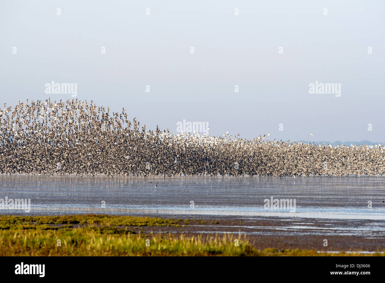 Migrieren von Herde von Knoten und Oyster Catcher, snettisham Stockfoto