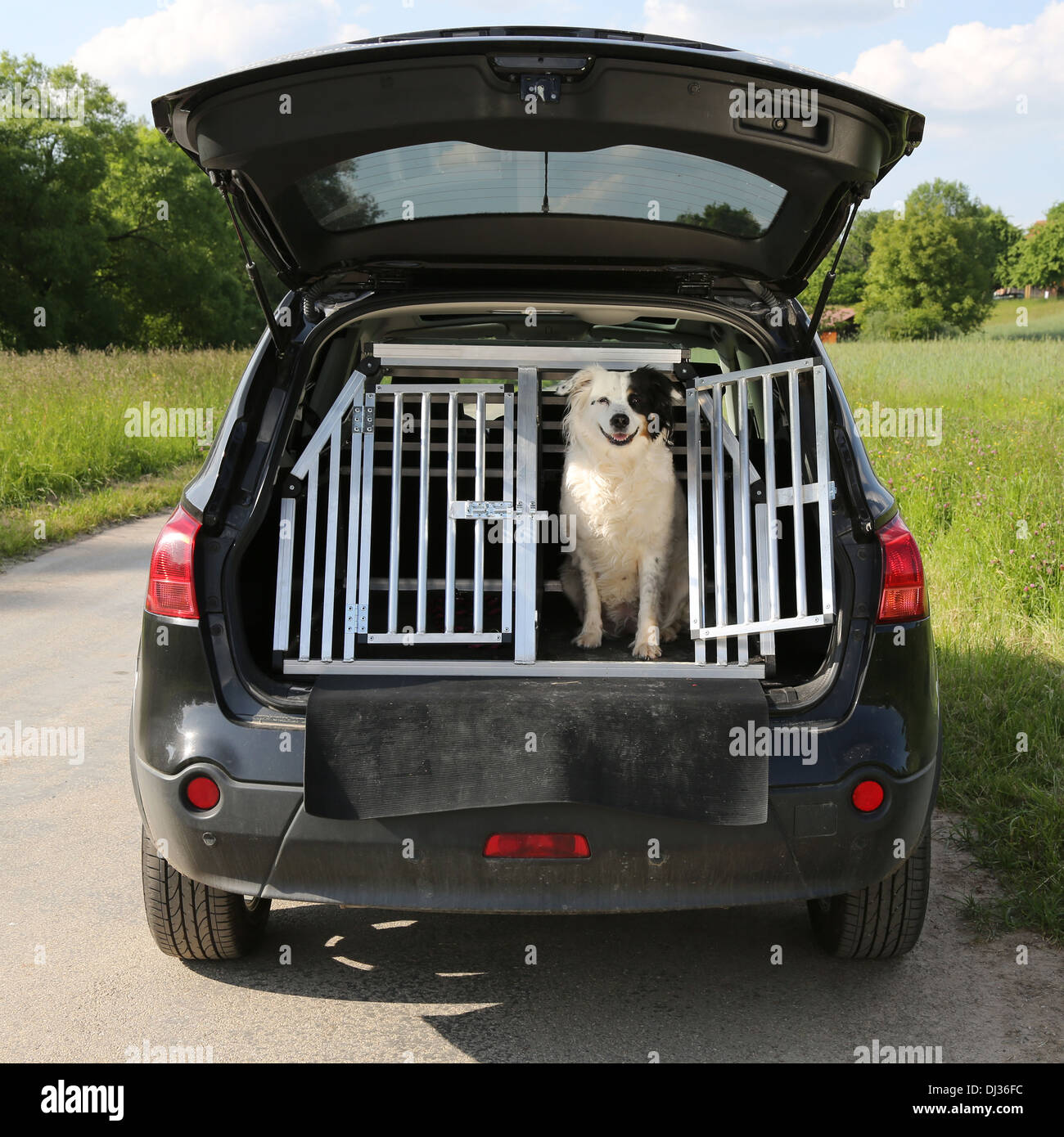 Hund Tier sitzend in einem Kofferraum eines Autos und will Reisen Stockfoto