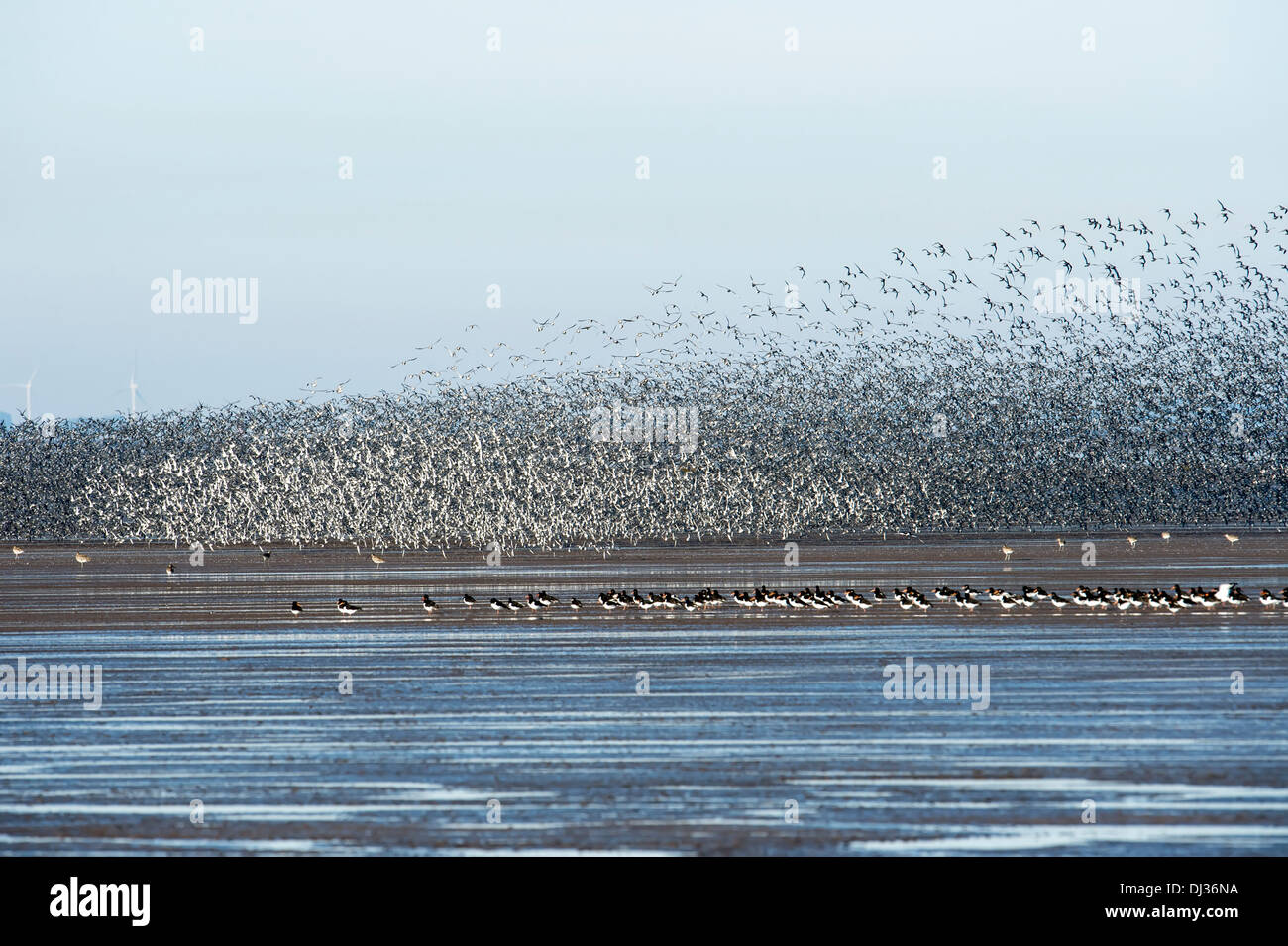 Migrieren von Herde von Knoten und Oyster Catcher, snettisham Stockfoto