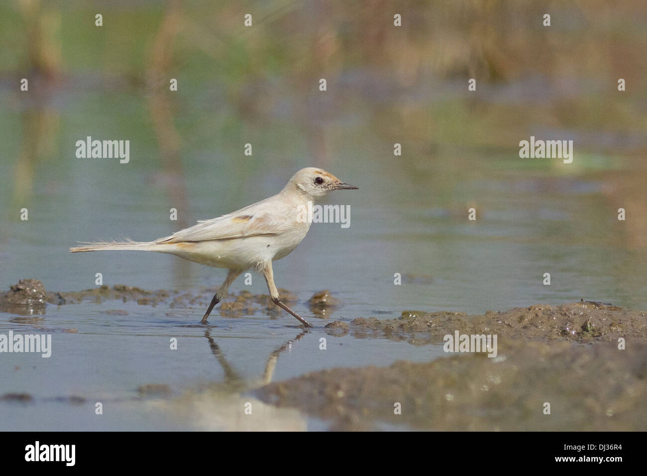 Partielle Leucistic gelbe Bachstelze Motacilla flava Stockfoto