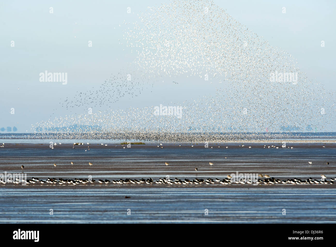 Migrieren von Herde von Knoten und Oyster Catcher, snettisham Stockfoto