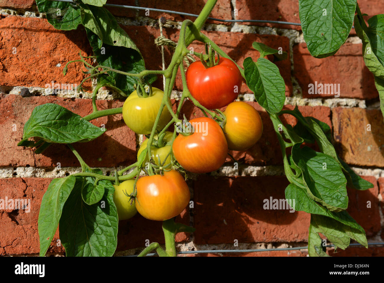 Tomaten wachsen gegen Gartenmauer in Großbritannien Stockfoto