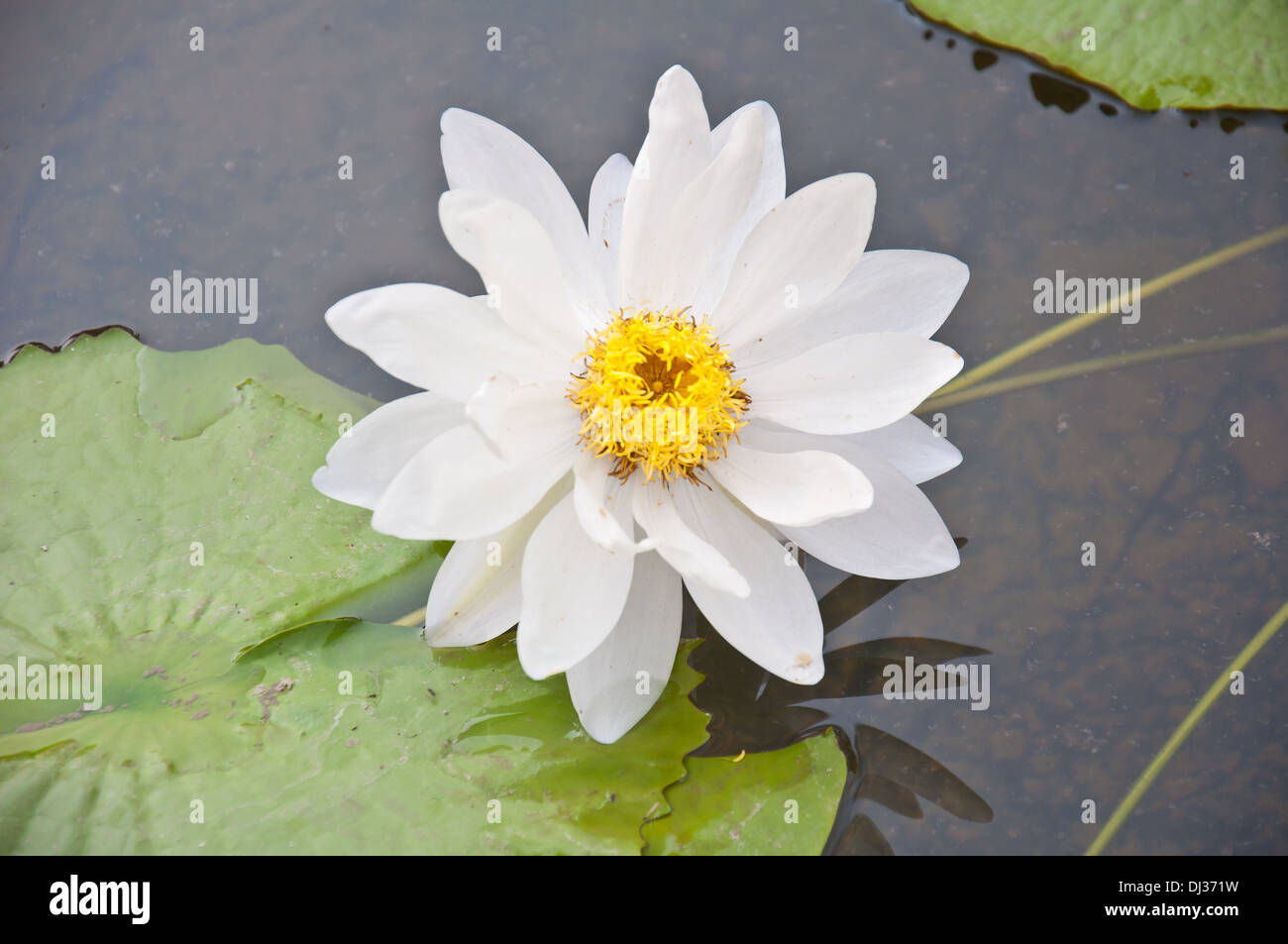 weißer Lotus im pool Stockfoto