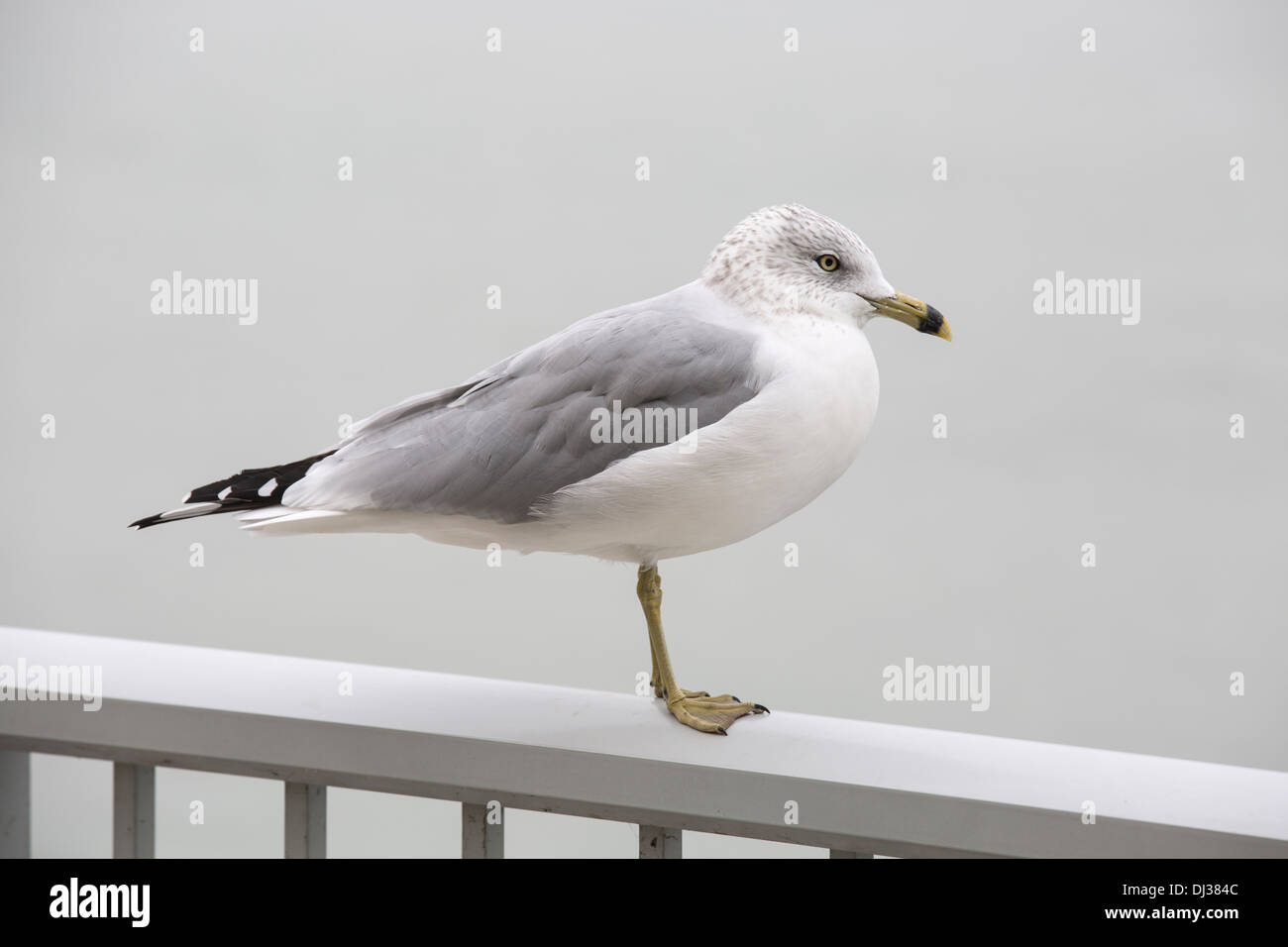 Möwe auf Fluss-See-Vogel Stockfoto