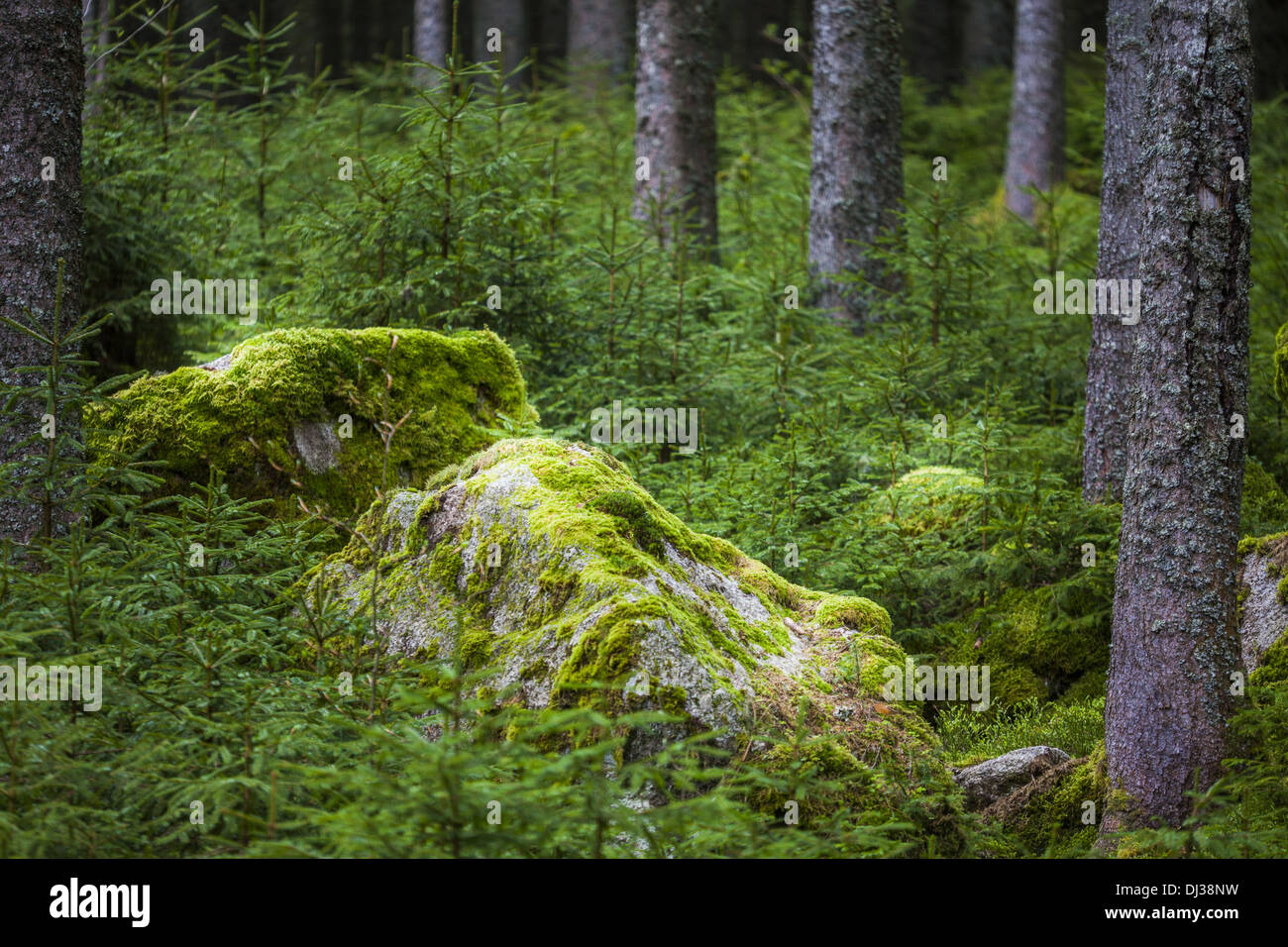 Moos auf dem Felsen Stockfoto