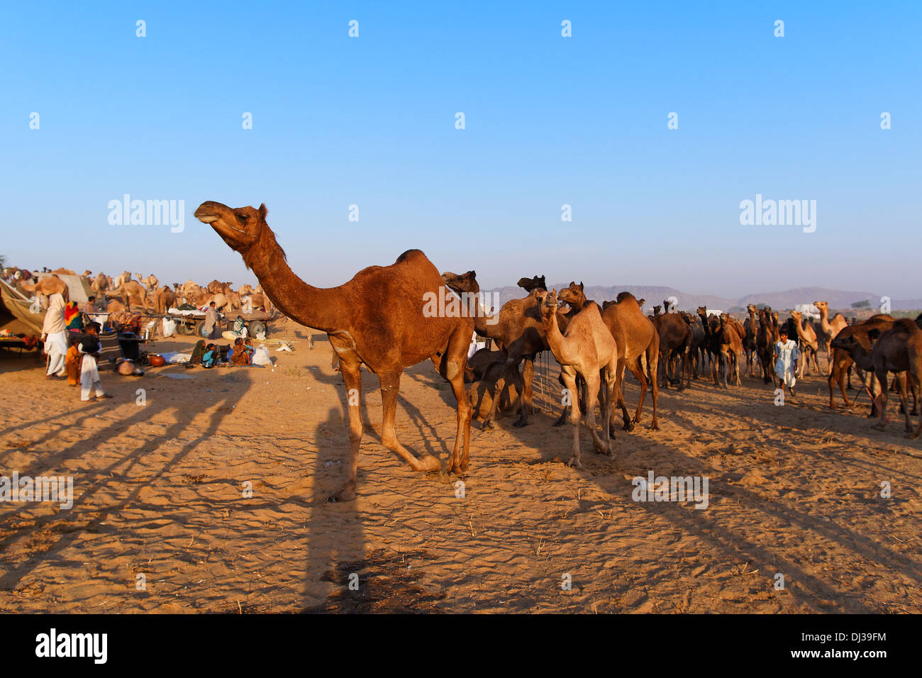 Eine Gruppe von Kamelen in der Wüste von Pushkar jährliche Camel Fair in Rajasthan, Indien. Stockfoto