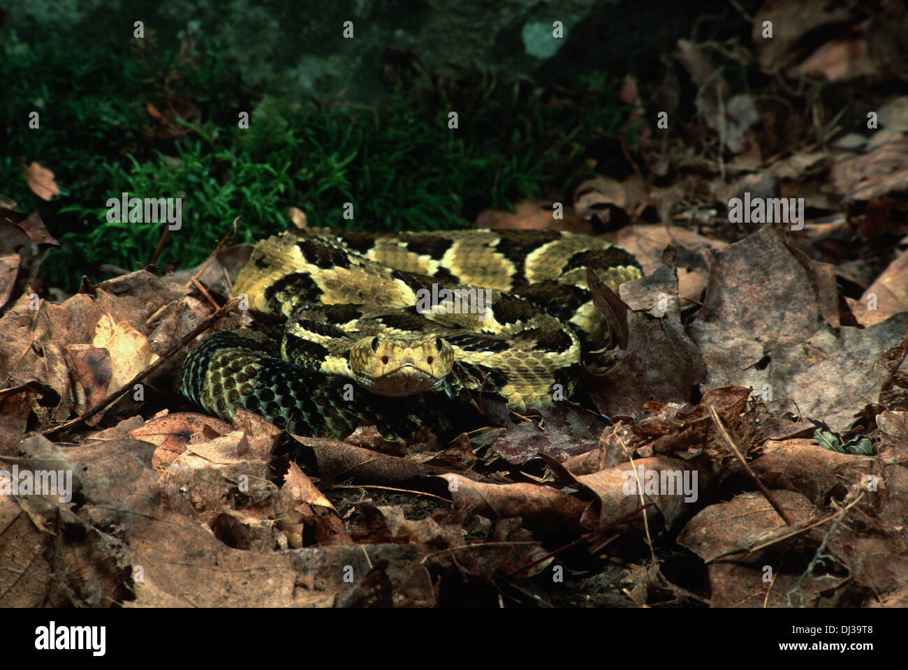 Holz Klapperschlange (Crotalus horridus) in blattsänfte gewendelt, mit Wärme-sensing Grube Organe Gesicht - auf Stockfoto