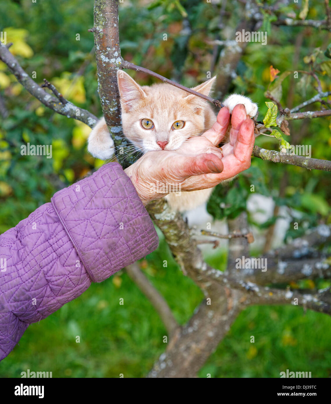 Die Katze beißt eine Hand der alten Frau Stockfoto