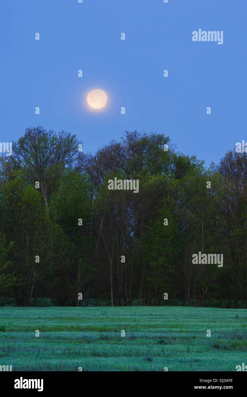 Vollmond in der Morgendämmerung, Ohio Vereinigte Staaten von Amerika Stockfoto