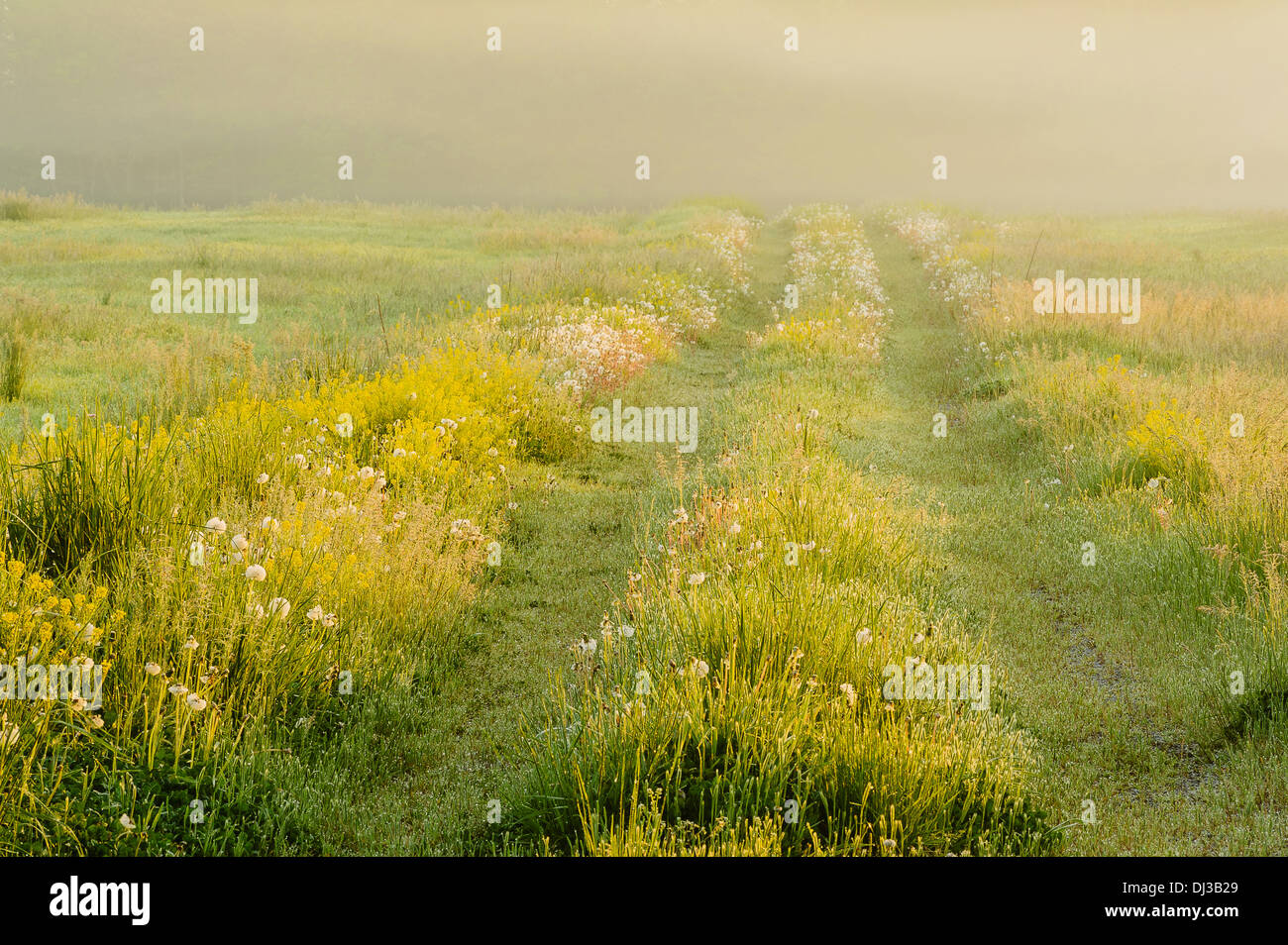 Ein Bauernhof Spur durch ein Feld mit Nebel bei Sonnenaufgang, Ohio Vereinigte Staaten von Amerika Stockfoto