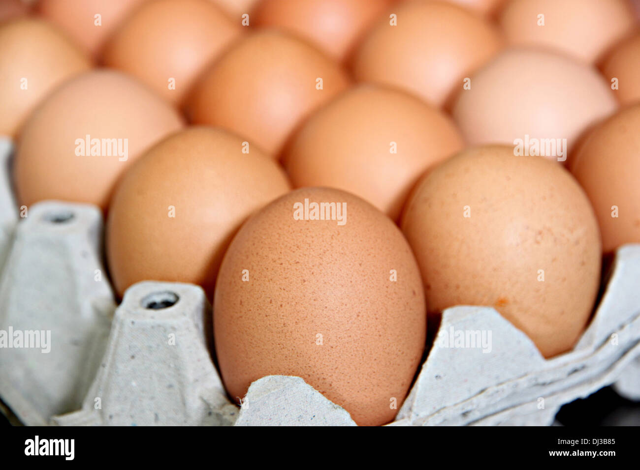 Zoom-Bild-Eiern, die im Bedienfeld "" sind. Stockfoto