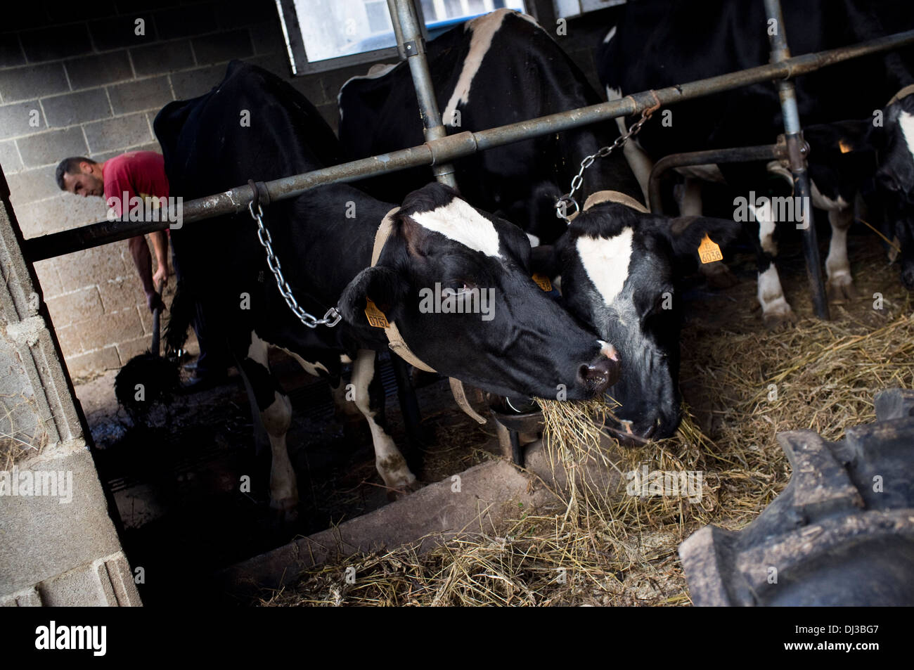 Kühe in Galicien, Spanien. Kuh Bauernhof spanischen Galizisch Stockfoto