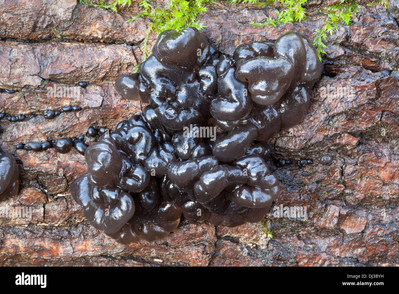 Schöne Herbst Pilze in Finnland Stockfoto