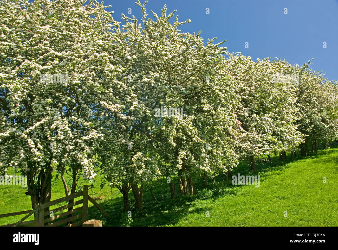 Ein weißdorn Hedge im Frühjahr blühen bildet eine bedeutende Feldumrandung. Stockfoto