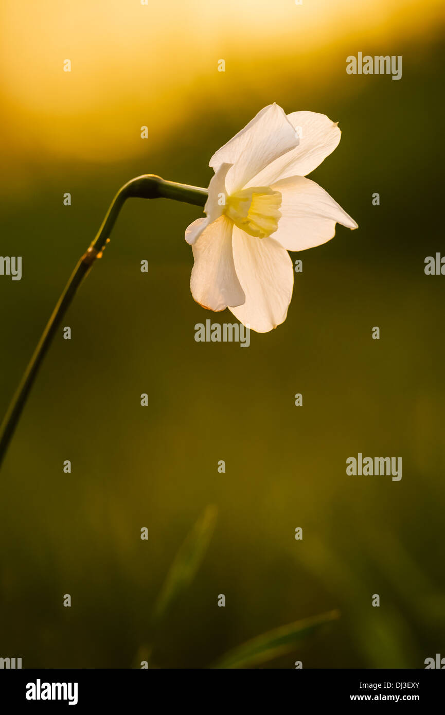 Nahaufnahme einer Blüte weiße Blume bei Sonnenuntergang; Ohio Vereinigte Staaten von Amerika Stockfoto