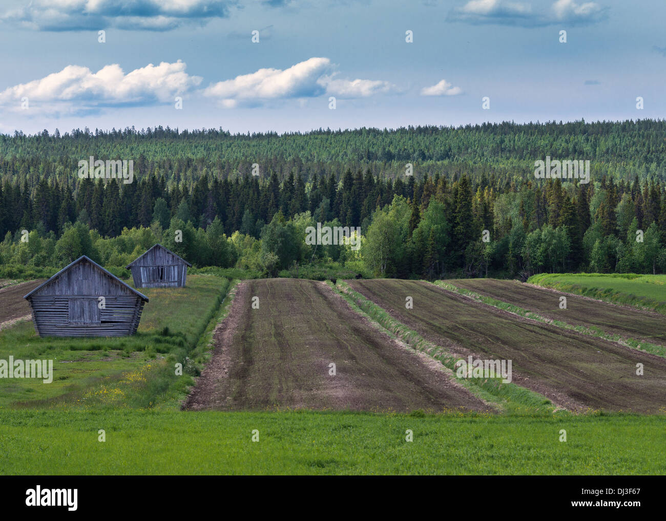 Linien, Scheunen und grün bei blau bewölktem Himmel in Finnisch-Lappland. Stockfoto