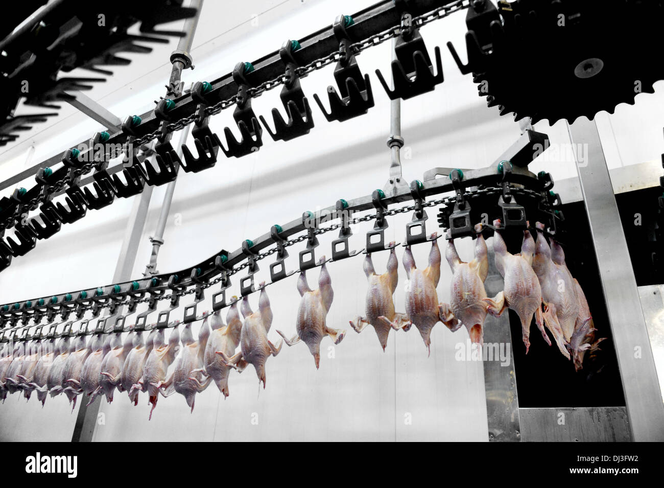Lebensmittel Industrie Detail mit Geflügel-Fleisch-Verarbeitung Stockfoto