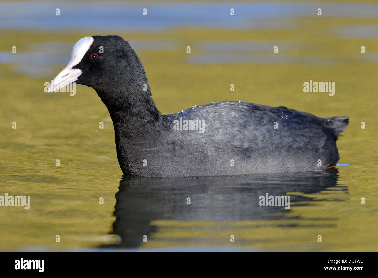 Blässhuhn Fulica atra Stockfoto