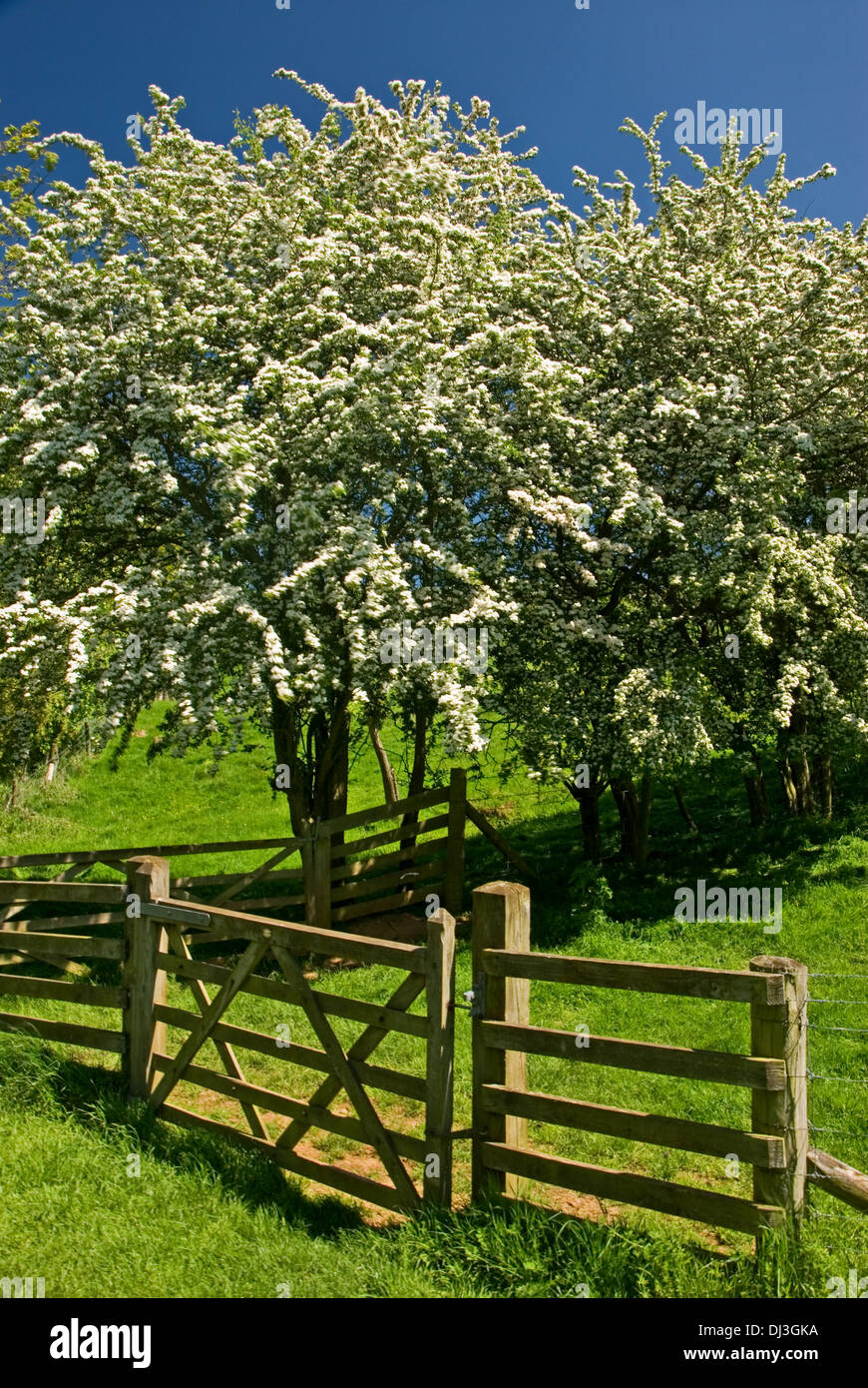 Ein weißdorn Hedge im Frühjahr blühen bildet eine bedeutende Feldumrandung. Stockfoto