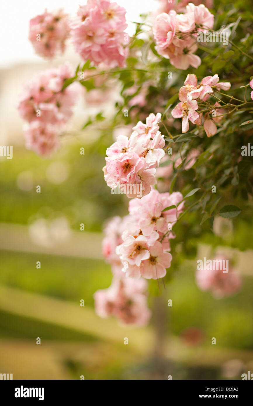Nahaufnahme von rosa Blumen wachsen auf Bush über Zaun Stockfoto