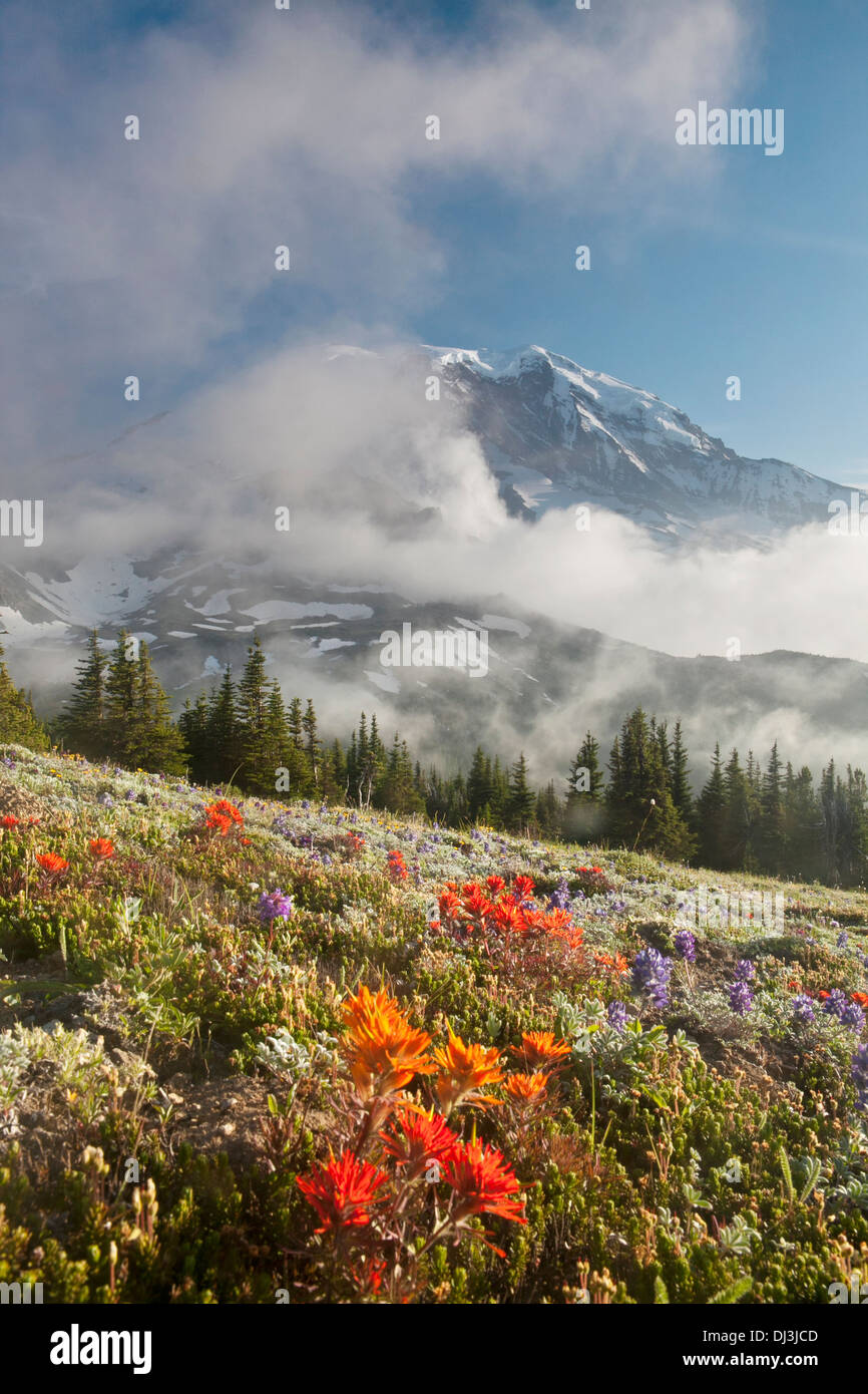 Mount Rainier über Blumenwiesen in der Nähe von Wolkenkratzer Pass, Mount-Rainier-Nationalpark, Washington. Stockfoto