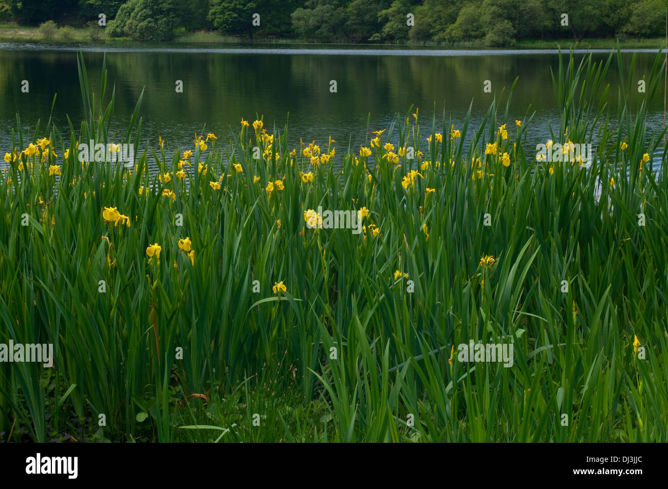 Ansicht Loughrigg Tarn Lake District bewaldet See in Ferne mit gelben Wasser Iris Vordergrund Naturidylle Herzen Englands Stockfoto