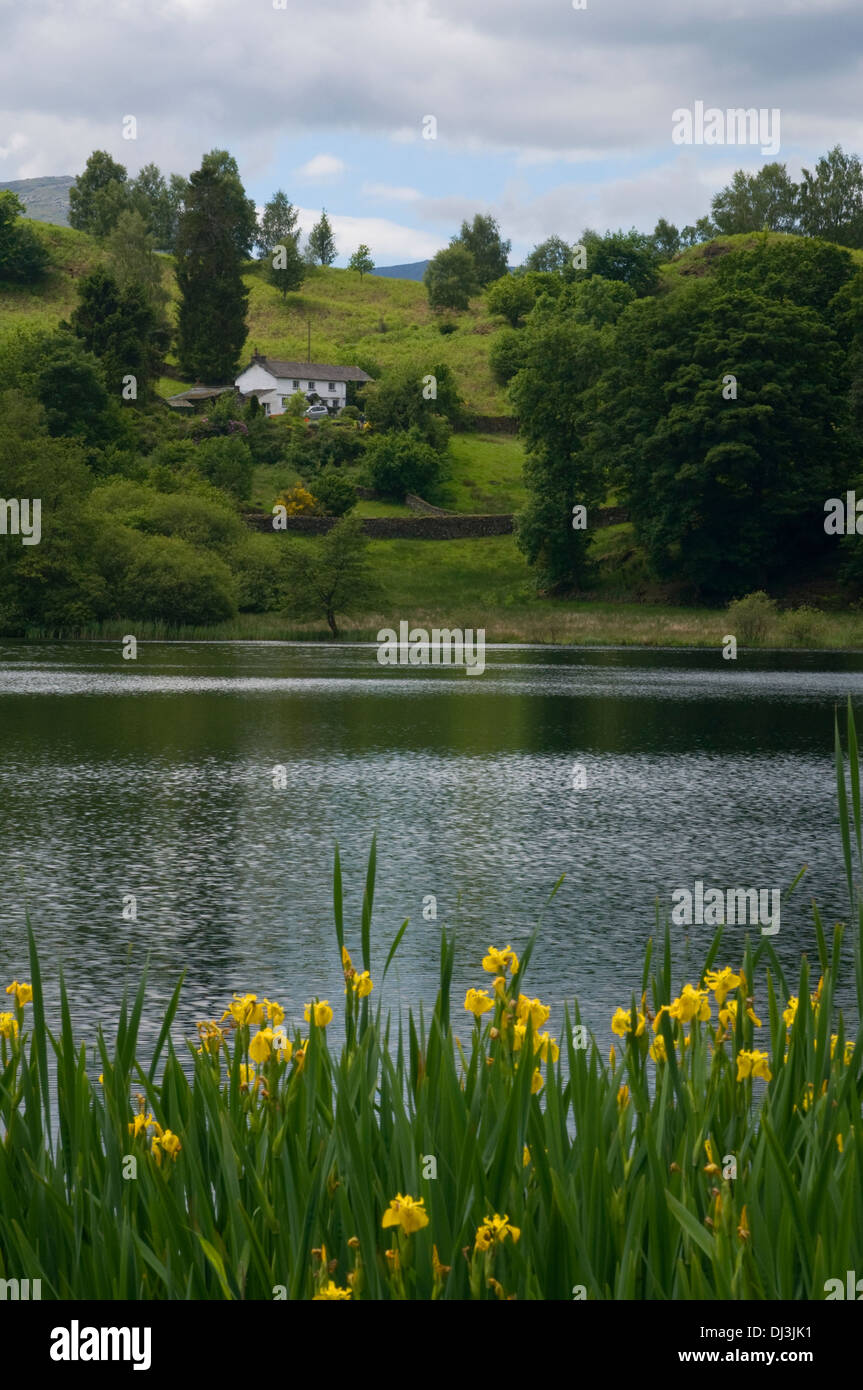 Ansicht Loughrigg Tarn Seenplatte fiel Hütte in Ferne mit gelben Wasser Iris im Vordergrund Naturidylle Herz von England Stockfoto