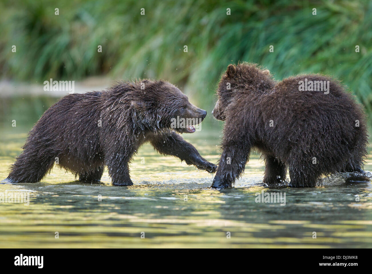 USA, Alaska, Katmai Nationalpark, zwei Küsten Braunbär Frühling Cubs (Ursus Arctos) in Lachs laichen Stream sparring Stockfoto