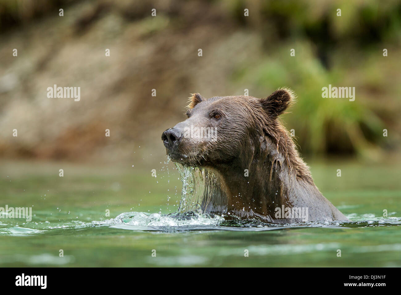 USA, Alaska, Katmai Nationalpark, Coastal Braunbär (Ursus Arctos) Oberflächen während des Fischens in Lachs laichen stream Stockfoto