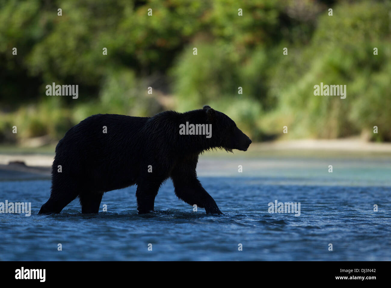 USA, Alaska, Katmai Nationalpark, Coastal Braunbär (Ursus Arctos) Wandern im Schatten in Lachs laichen stream Stockfoto