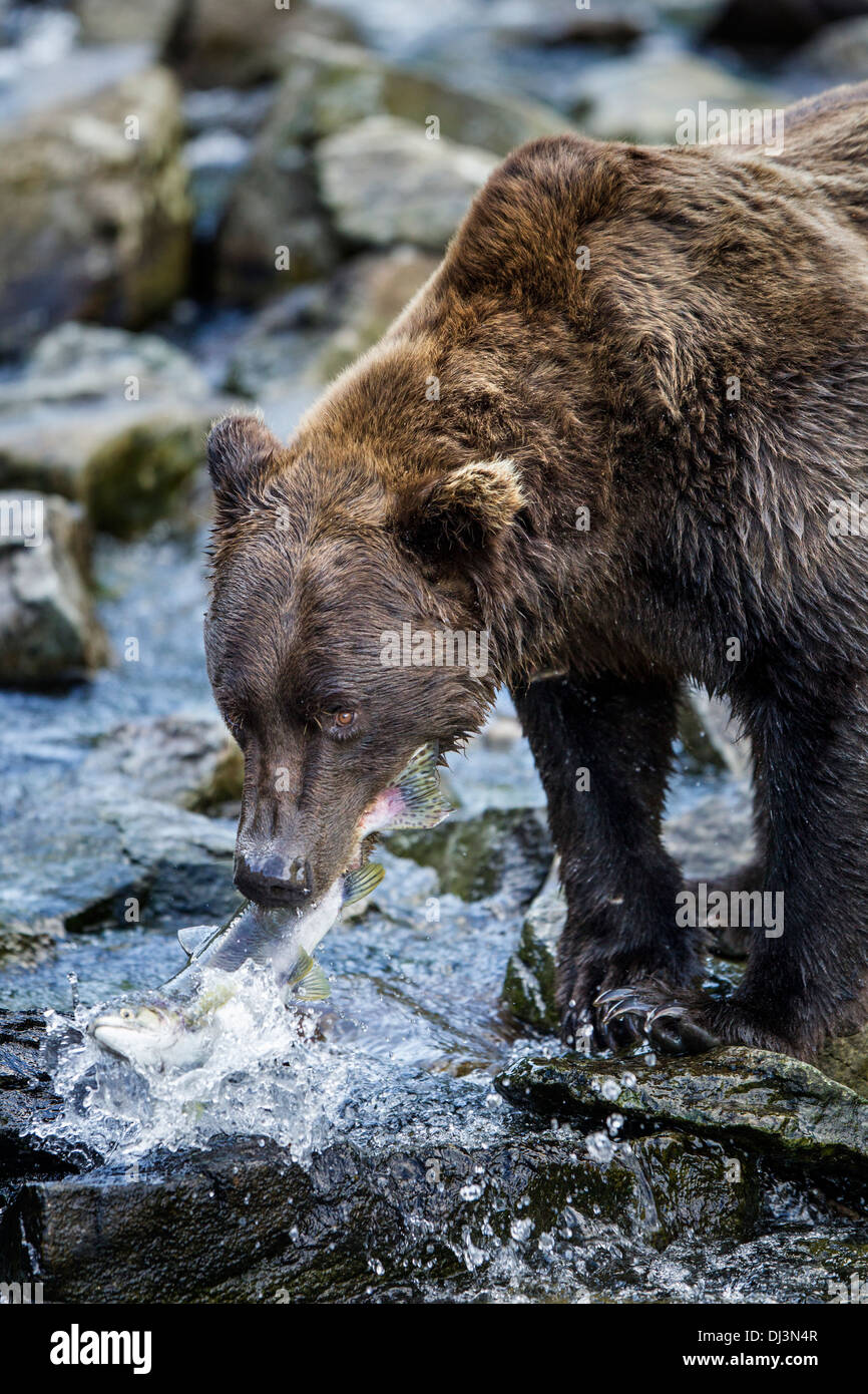 USA, Alaska, Katmai Nationalpark, Coastal Braunbär (Ursus Arctos) zupft laichen Buckellachs von Bach entlang Kuliak Bay Stockfoto