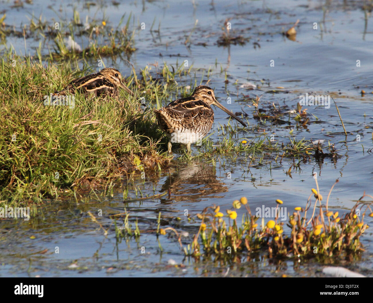 Zwei gemeinsame Snipes (Gallinago Gallinago) auf Nahrungssuche in Feuchtgebiete Stockfoto