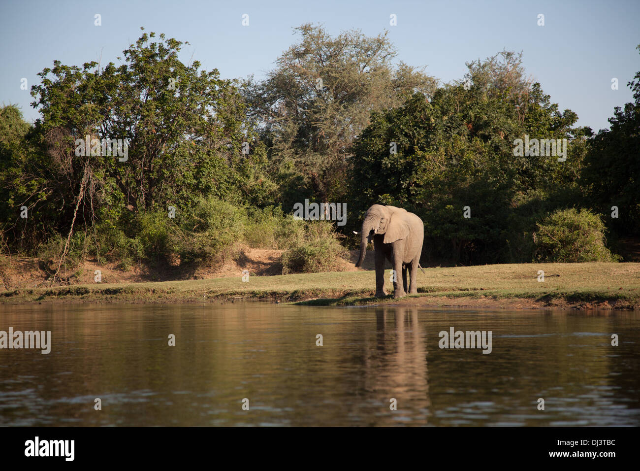 Wilde Elefanten Trinkwasser aus den Sambesi-Mittag Stockfoto