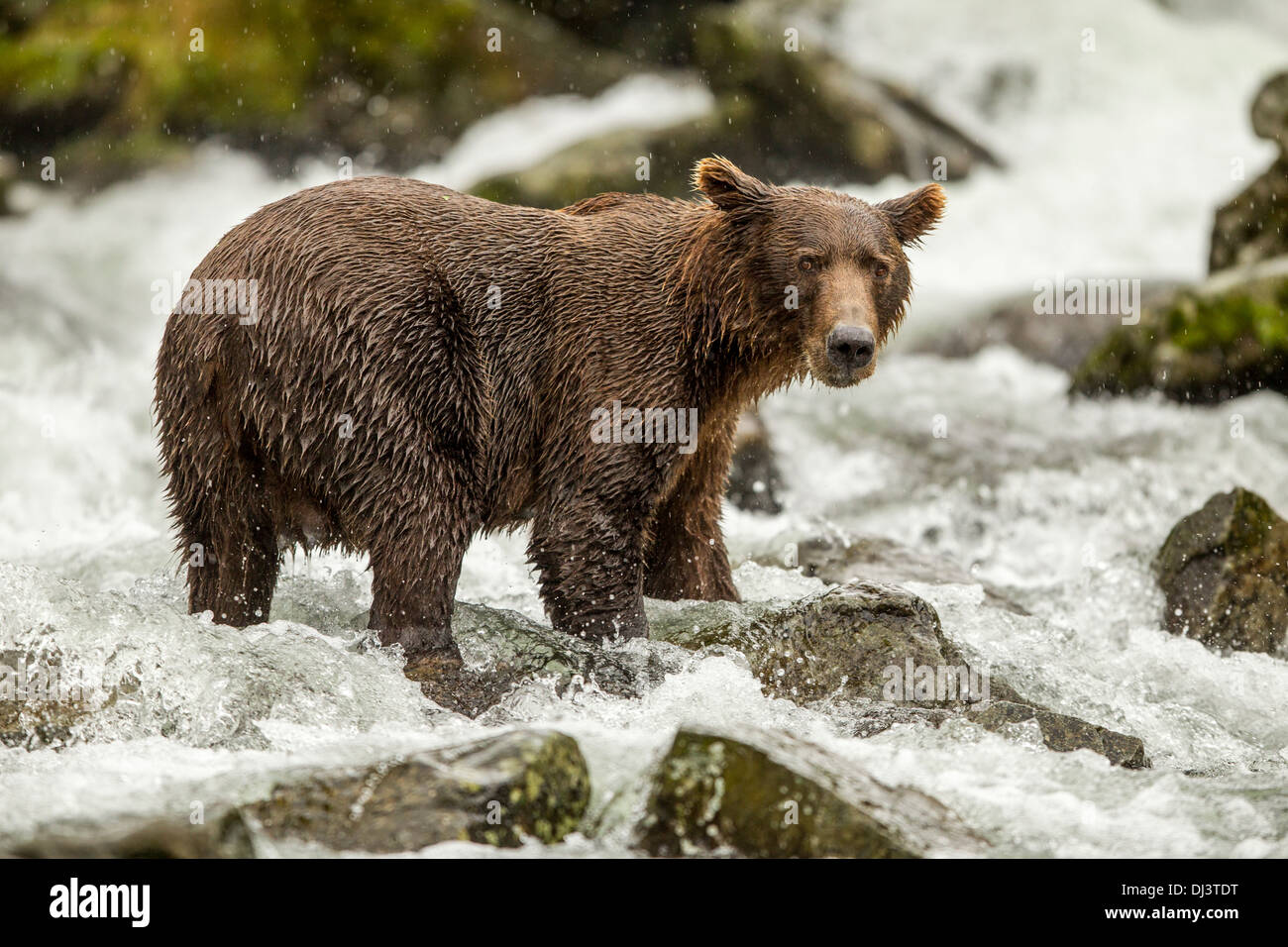 USA, Alaska, Katmai Nationalpark, Coastal Braunbär (Ursus Arctos) im Wasserfall in Lachs laichen stream Stockfoto