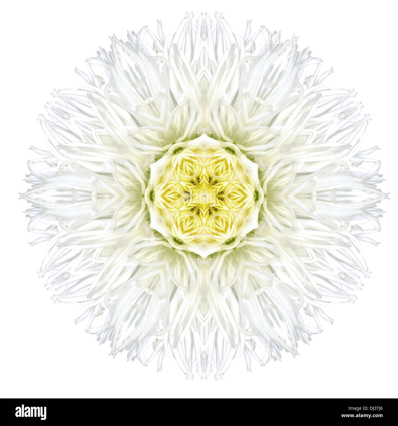 Weißen konzentrische Gerber Daisy Blume auf einfarbigen Hintergrund isoliert. Kaleidoskopische Mandala Design Stockfoto