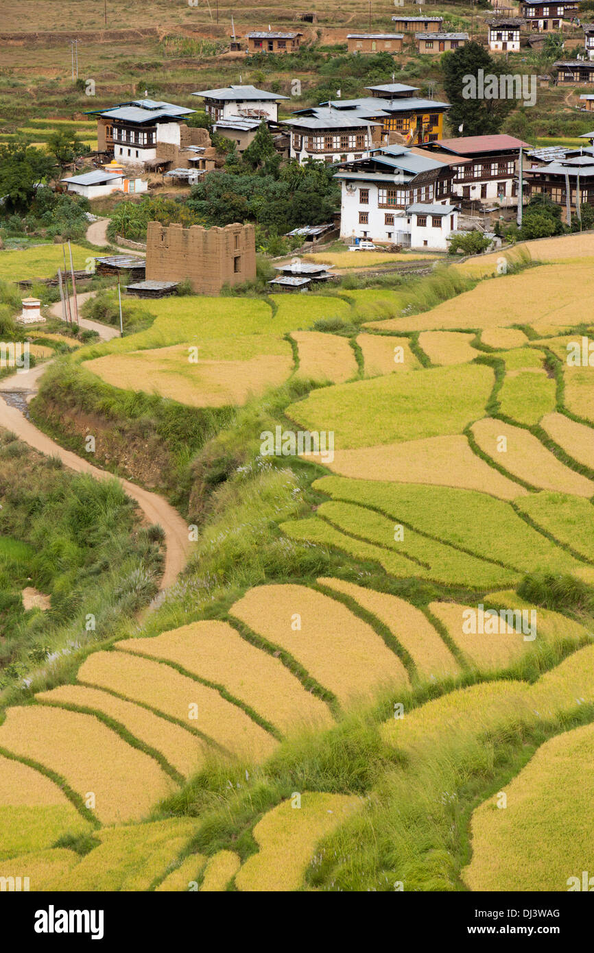 Bhutan, Punakha, Lobesa, Häuser unter den terrassierten Reisfelder Stockfoto