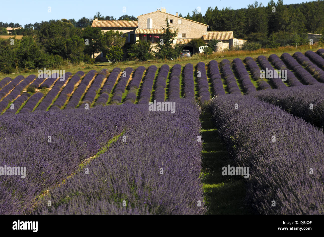 Lavendel Feld in Frankreich Stockfoto