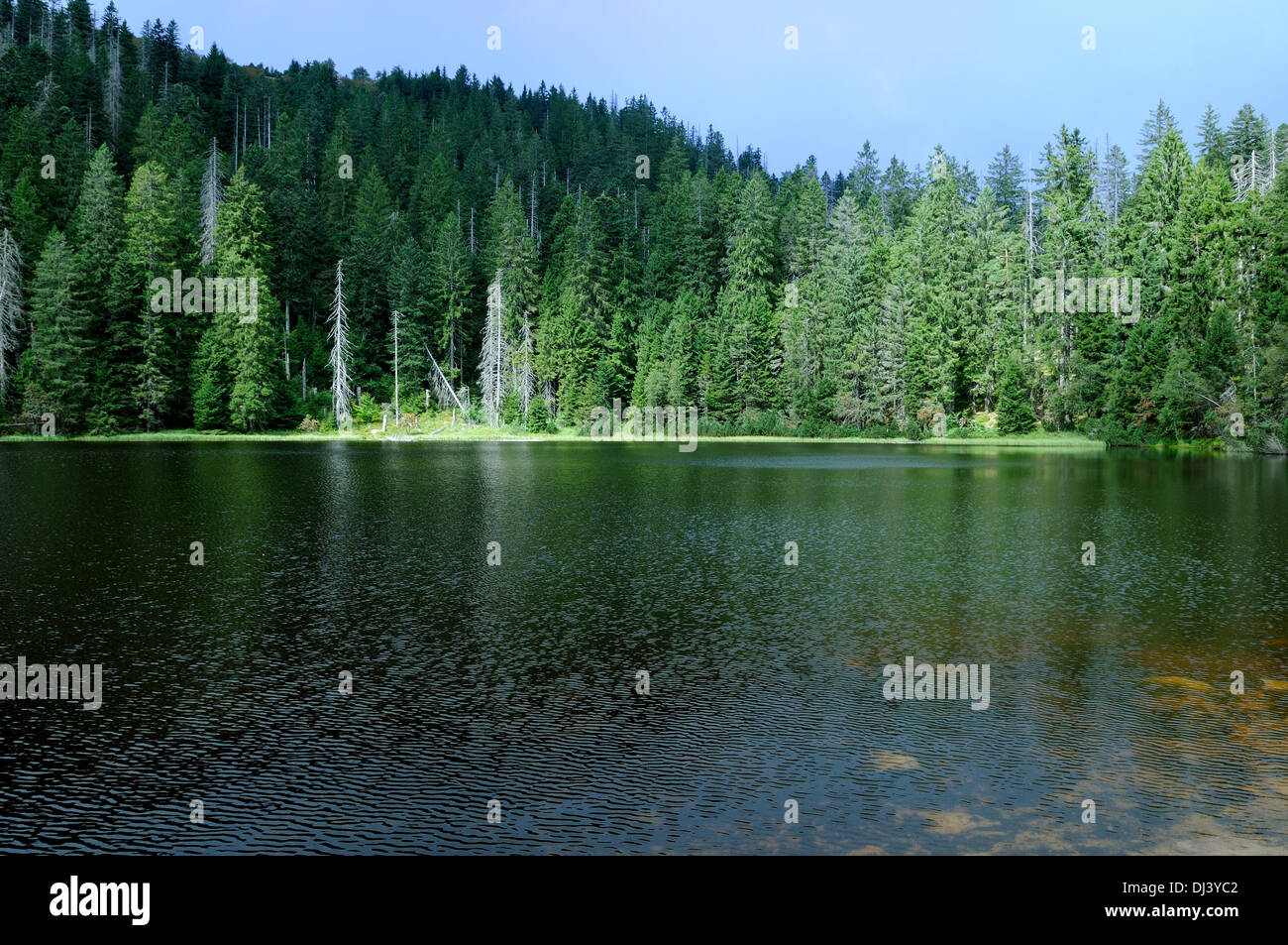 Wildsee See der Schwarzwald Deutschland Stockfoto