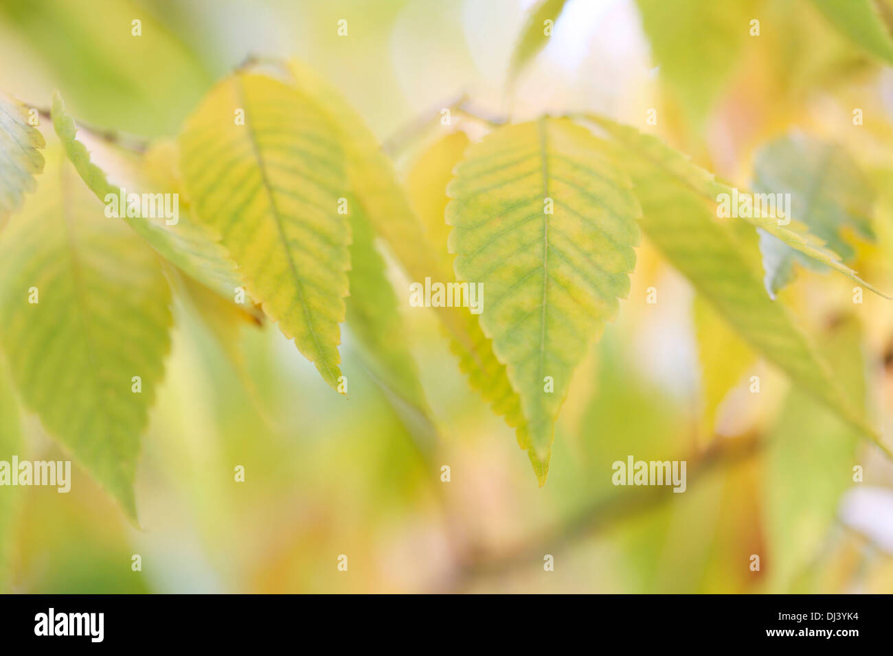 schöne Herbstfärbung von Zelkova Serrata Keyaki Baum Jane Ann Butler Fotografie JABP962 Stockfoto