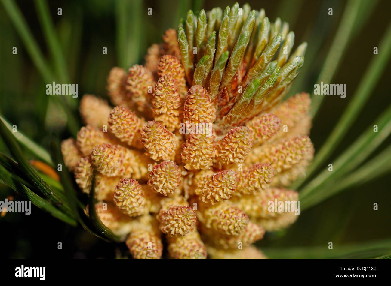 Tannenzapfen Stockfoto