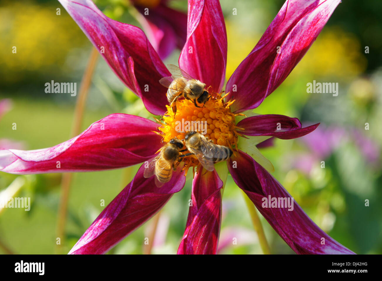 Dahlie Lilac Time, Schmuckdahlie Stockfoto