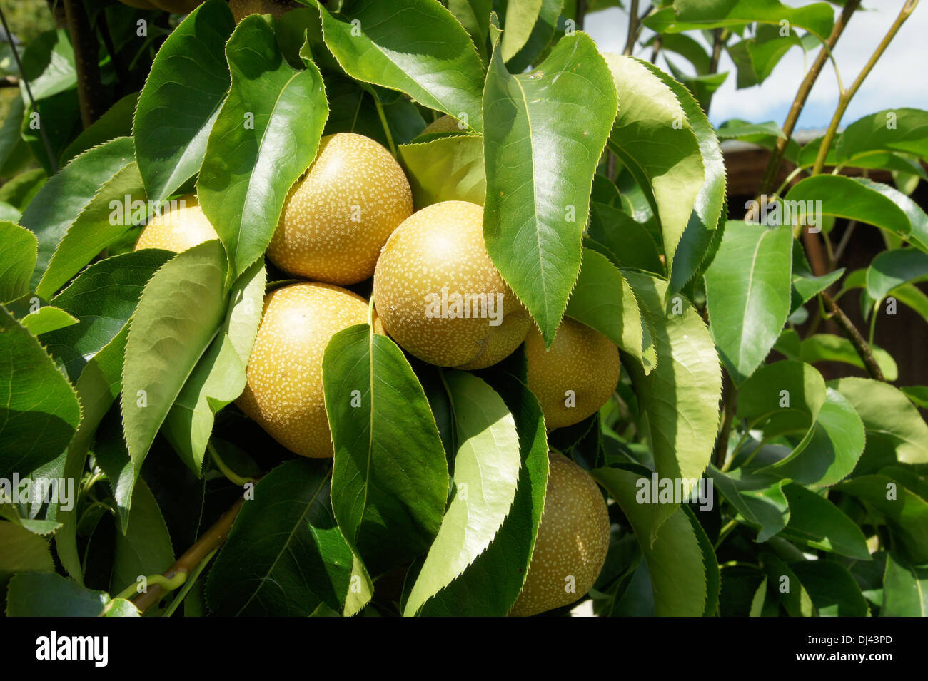 Pyrus Pyrifolia Hosui, Nashibirne Stockfoto