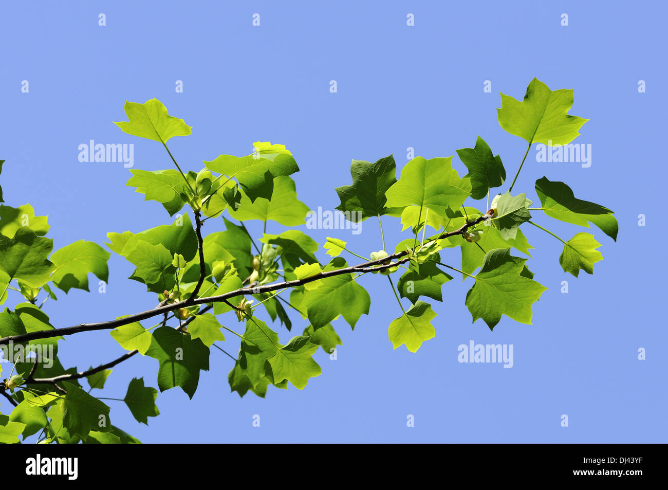 Amerikanischer Tulpenbaum Stockfoto