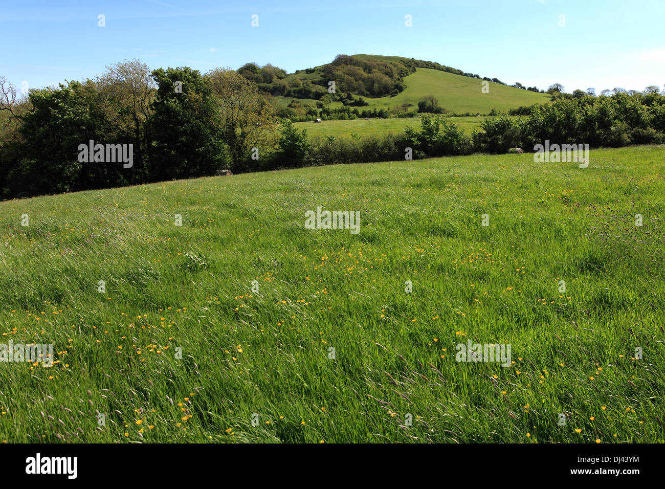 Sommer, Brent Knoll Kalkstein Hügel Bronze Alter, Somerset Levels, Somerset County, England, UK Stockfoto