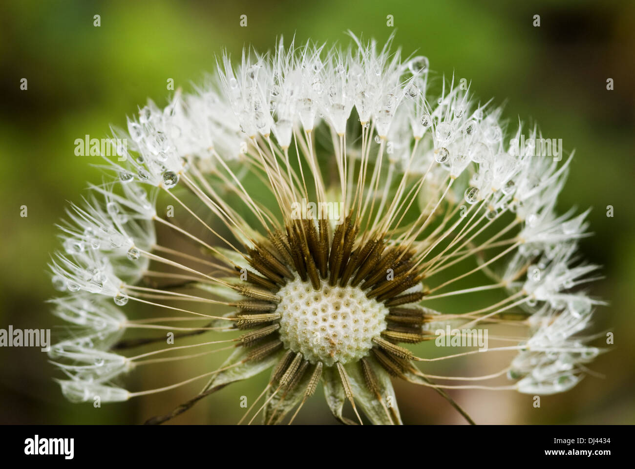 Wassertropfen auf Löwenzahnsamen. Stockfoto