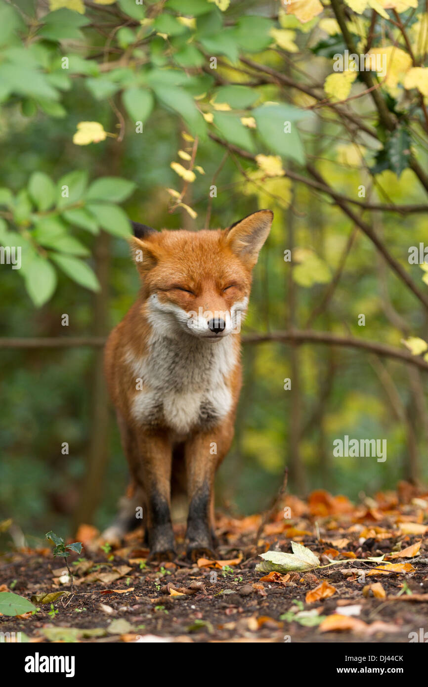 Männliche UK Red Fox in freier Wildbahn mit geschlossenen Augen sitzen und von Bäumen umgeben und Herbstlaub gefallen. Stockfoto