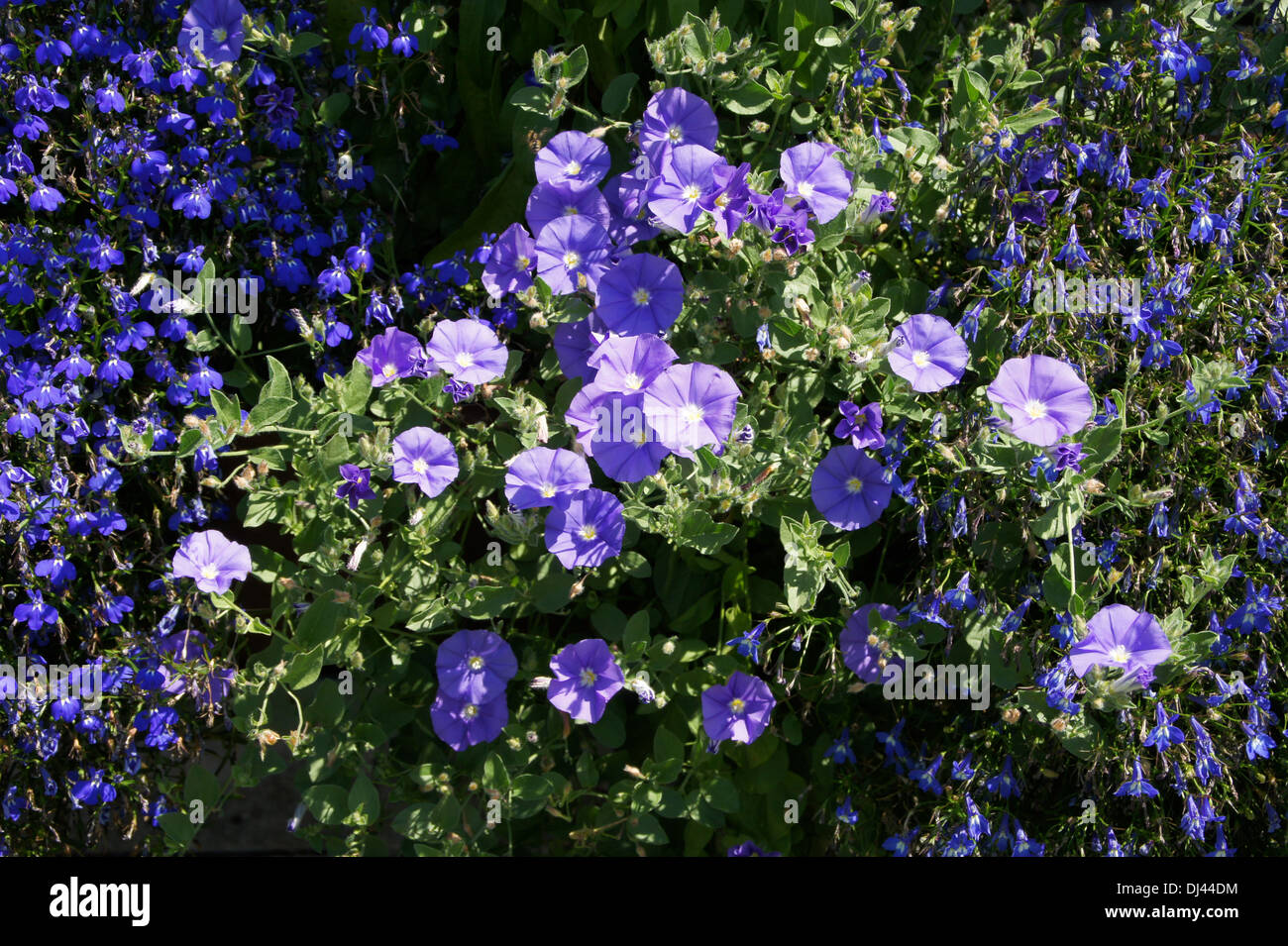 Ackerwinde Stockfoto
