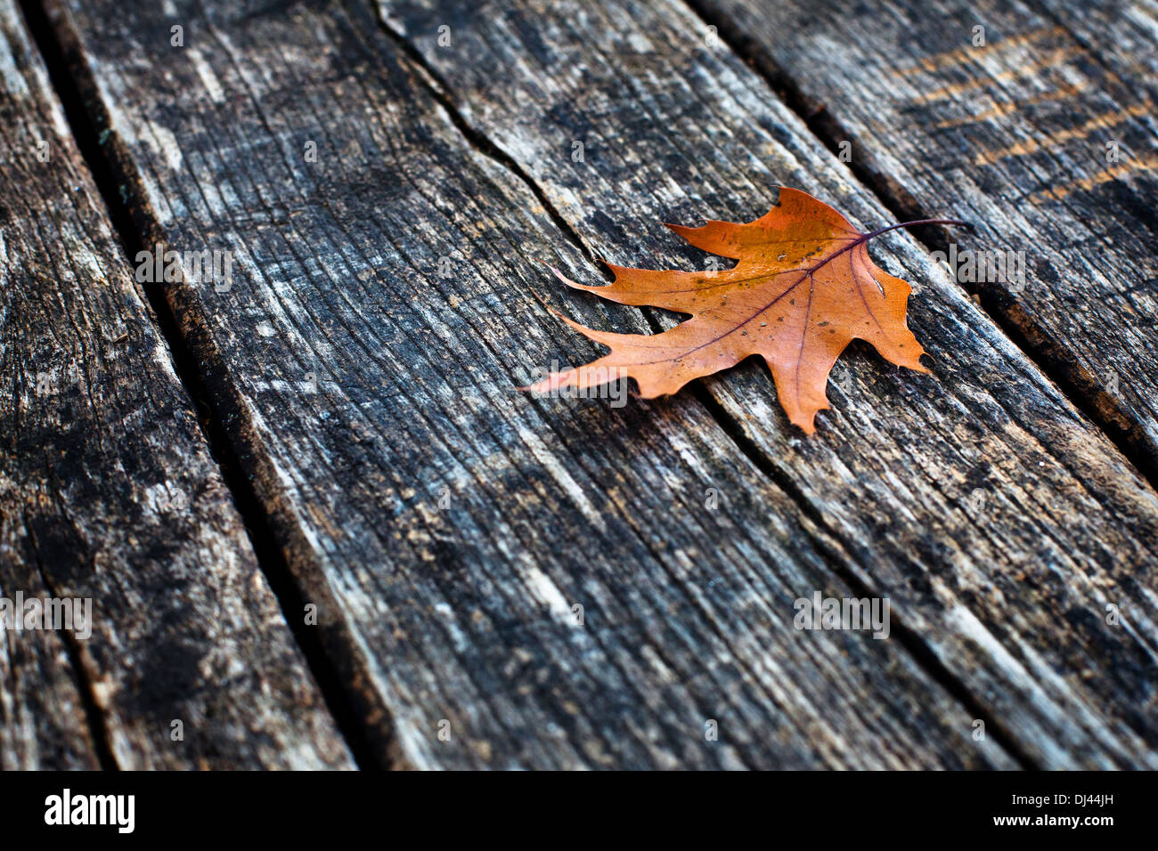 Herbst Hintergrund Stockfoto