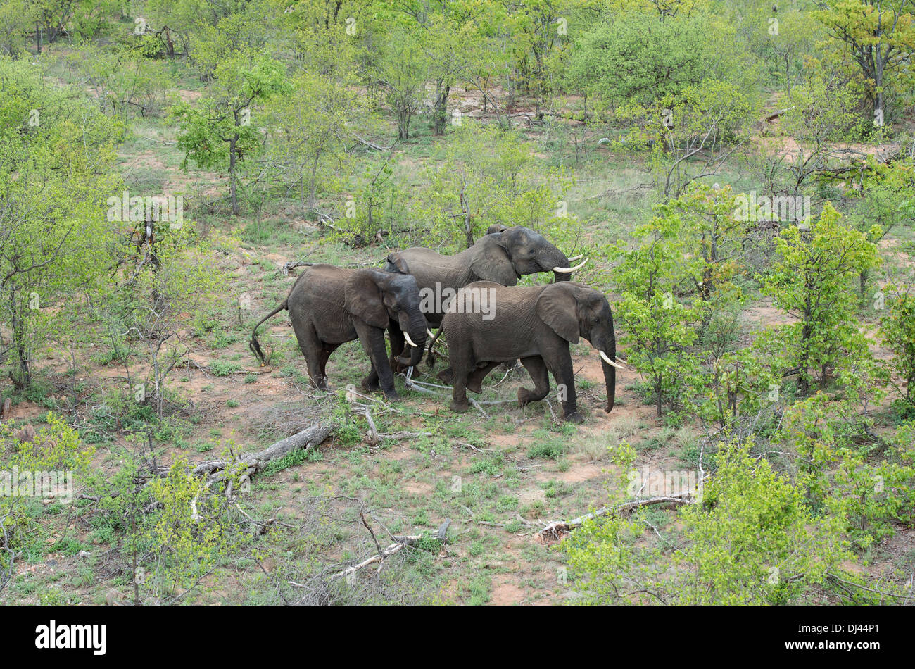 Luftaufnahme von drei afrikanischen Elefanten, Profil, stehend im Busch Stockfoto