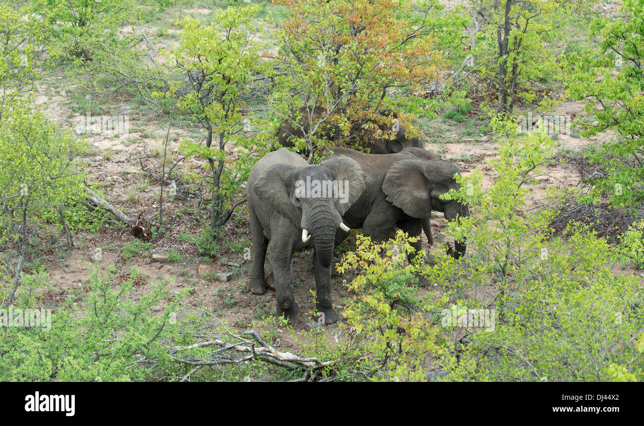Luftaufnahme von drei afrikanischen Elefanten stehen im Busch Stockfoto